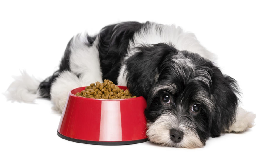 The Complete Guide To CBD Oil For Appetite Loss In Dogs