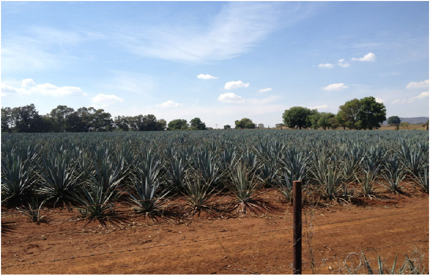 Everything You Should Know About Tequila