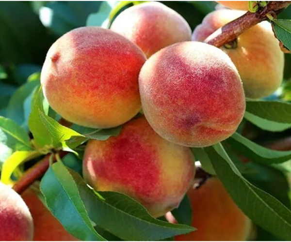How to Plant Peach Nectarine Fan Trees
