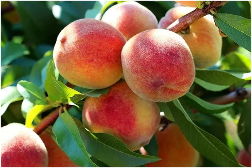 How to Plant Peach Nectarine Fan Trees