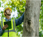 5 Major Advantages of Hiring a Tree Trimming Service