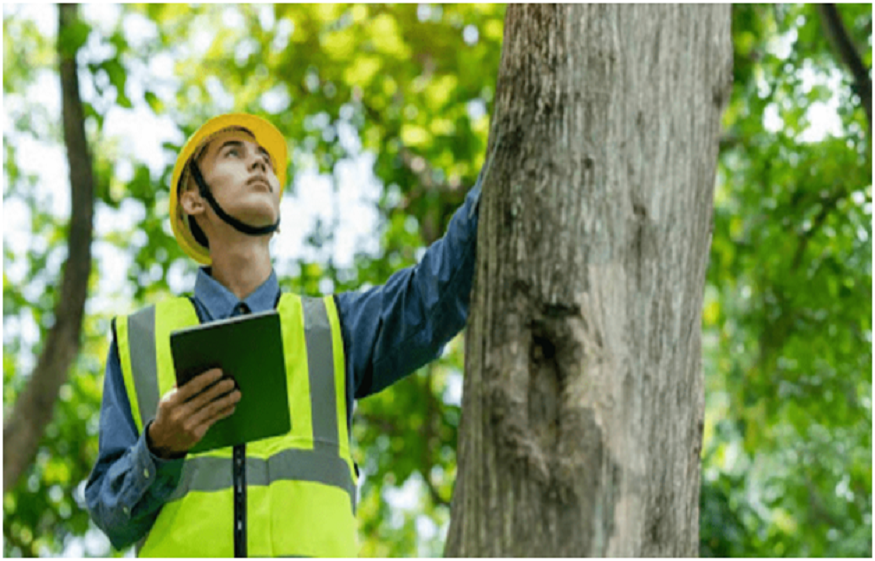 5 Major Advantages of Hiring a Tree Trimming Service